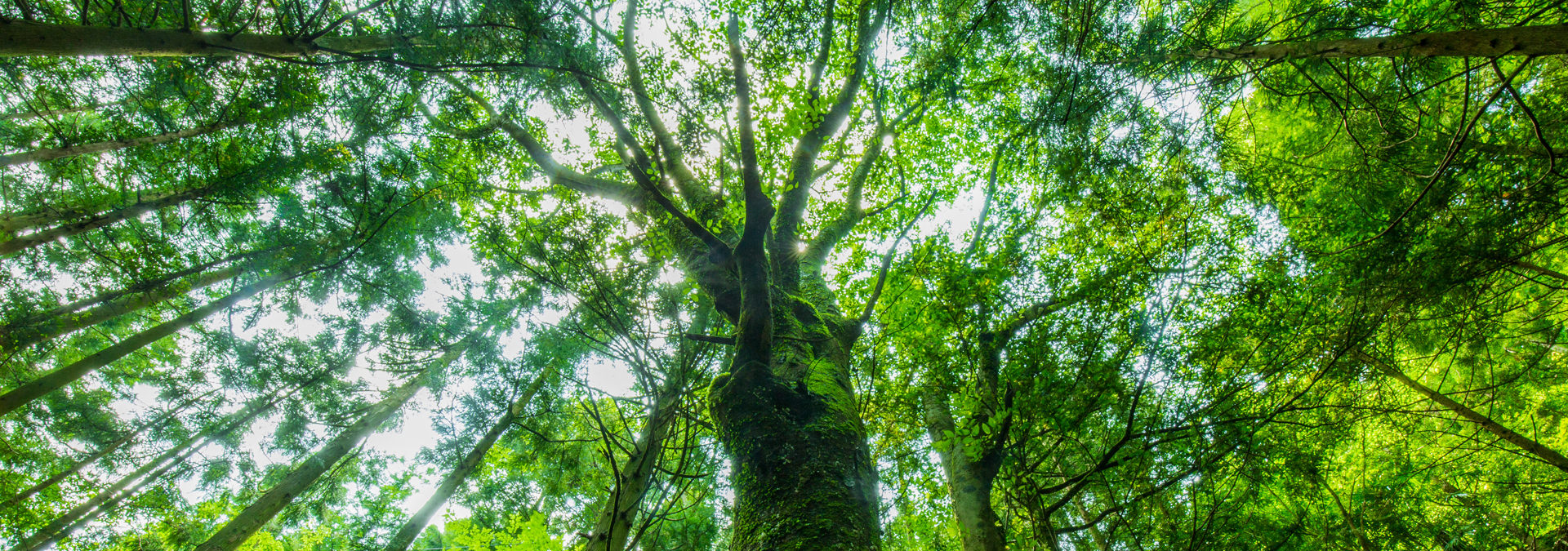 ecology